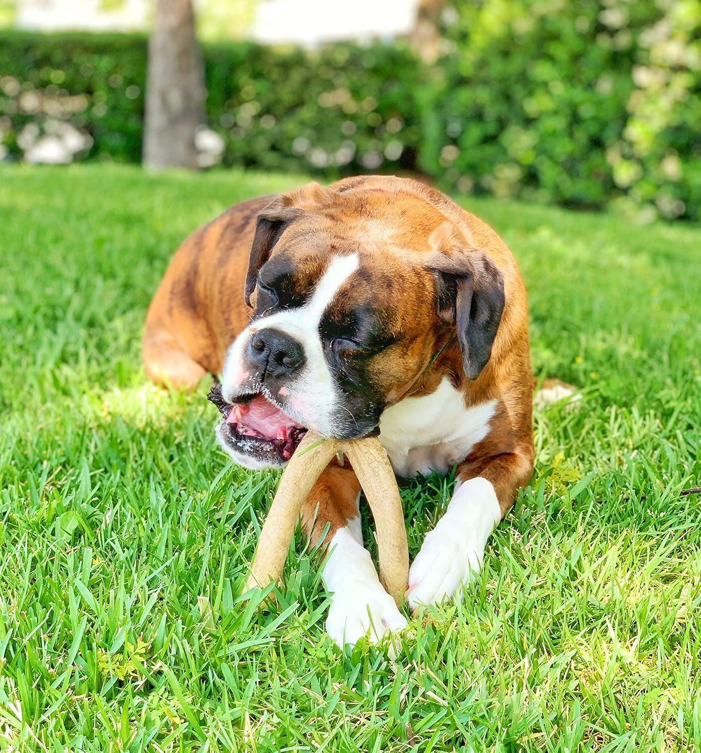 Wishbone Barkbone Nylon Chew Toy for Aggressive Chewers - Peanut Butter Flavor - 6.75 Inches