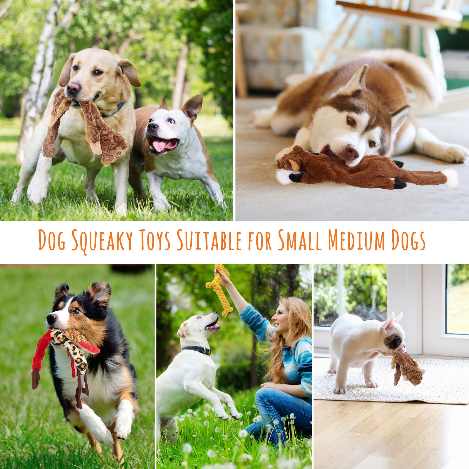 Set of 5 No-Stuffing Squeaky Toys for Small to Medium Dogs