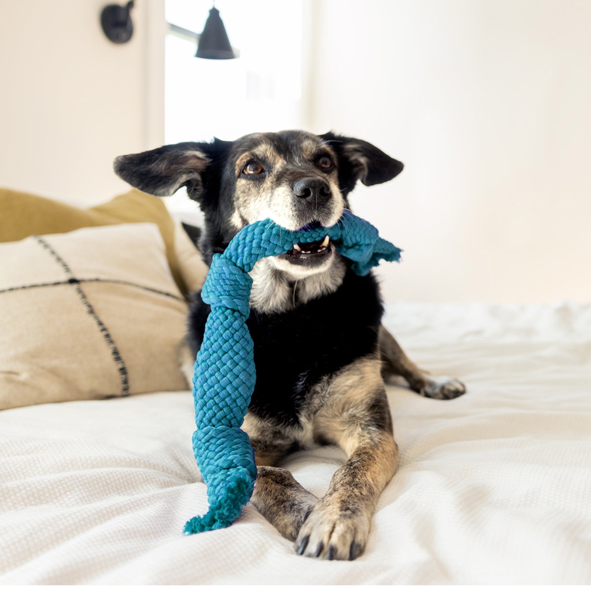 Dog Toys | Dental Chew Rope for Senior Dogs, Peanut Butter Scented Toy - Jumbo